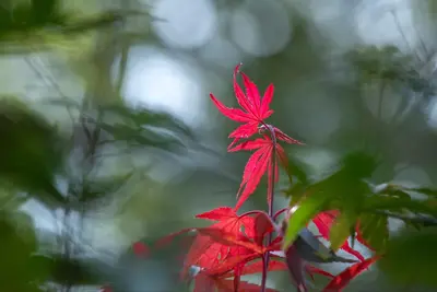 Acer palmatum 'Atropurpureum' (Japanse esdoorn 'Atropurpureum') - afbeelding 24