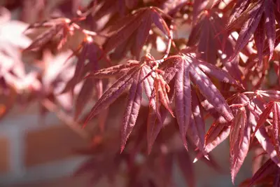 Acer palmatum 'Atropurpureum' (Japanse esdoorn 'Atropurpureum') - afbeelding 27