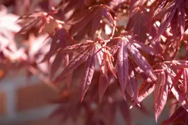 Acer palmatum 'Atropurpureum' (Japanse esdoorn 'Atropurpureum') - afbeelding 27