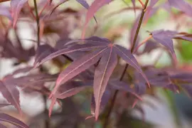 Acer palmatum 'Atropurpureum' (Japanse esdoorn 'Atropurpureum') - afbeelding 29