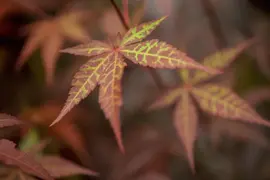 Acer palmatum 'Atropurpureum' (Japanse esdoorn 'Atropurpureum') - afbeelding 6