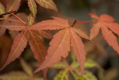 Acer palmatum 'Atropurpureum' (Japanse esdoorn 'Atropurpureum') - afbeelding 7