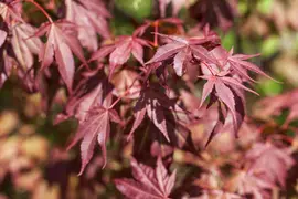 Acer palmatum 'Atropurpureum' (Japanse esdoorn 'Atropurpureum') - afbeelding 13