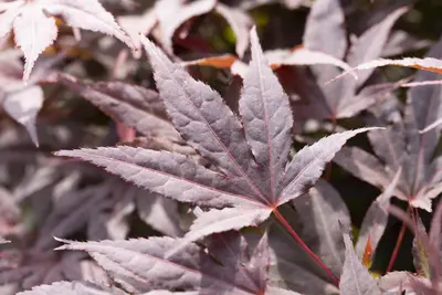 Acer palmatum 'Atropurpureum' (Japanse esdoorn 'Atropurpureum') - afbeelding 17
