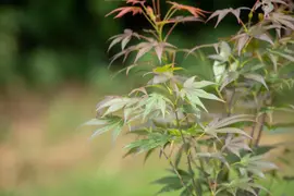 Acer palmatum 'Atropurpureum' (Japanse esdoorn 'Atropurpureum') - afbeelding 21