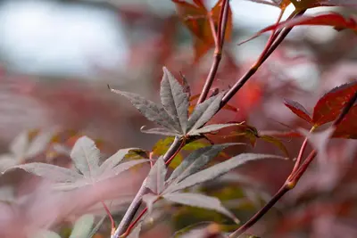 Acer palmatum 'Atropurpureum' (Japanse esdoorn 'Atropurpureum') - afbeelding 25