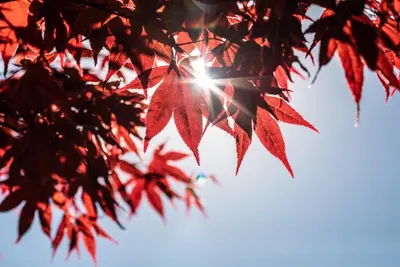 Acer palmatum 'Atropurpureum' (Japanse esdoorn 'Atropurpureum') - afbeelding 26