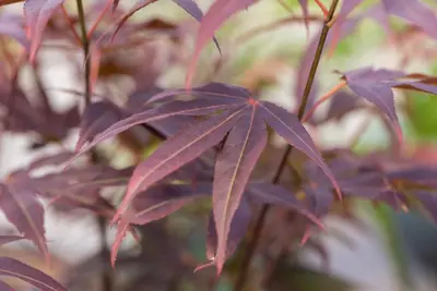 Acer palmatum 'Atropurpureum' (Japanse esdoorn 'Atropurpureum') - afbeelding 29