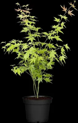 Acer palmatum 'Beni Maiko' (Japanse esdoorn 'Beni Maiko') - afbeelding 5
