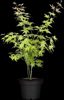 Acer palmatum 'Beni Maiko' (Japanse esdoorn 'Beni Maiko') - afbeelding 4