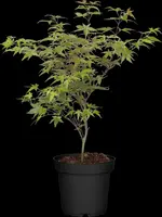 Acer palmatum 'Beni Maiko' (Japanse esdoorn 'Beni Maiko') - afbeelding 5