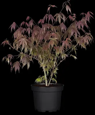 Acer palmatum 'Beni Maiko' (Japanse esdoorn 'Beni Maiko') - afbeelding 2