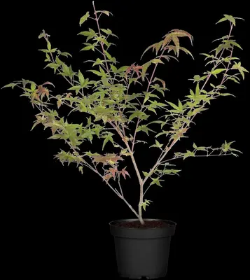 Acer palmatum 'Beni Maiko' (Japanse esdoorn 'Beni Maiko') - afbeelding 6