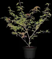 Acer palmatum 'Beni Maiko' (Japanse esdoorn 'Beni Maiko') - afbeelding 6