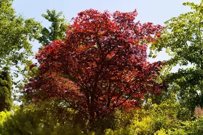 Acer palmatum 'Beni Maiko' (Japanse esdoorn 'Beni Maiko') - afbeelding 2
