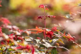 Acer palmatum 'Beni Maiko' (Japanse esdoorn 'Beni Maiko') - afbeelding 8