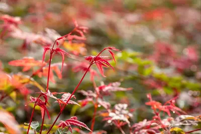 Acer palmatum 'Beni Maiko' (Japanse esdoorn 'Beni Maiko') - afbeelding 9