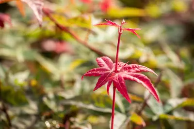 Acer palmatum 'Beni Maiko' (Japanse esdoorn 'Beni Maiko') - afbeelding 12