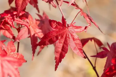 Acer palmatum 'Beni Maiko' (Japanse esdoorn 'Beni Maiko') - afbeelding 13