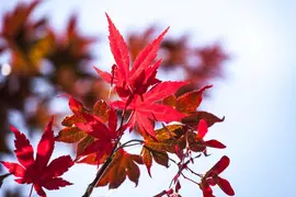 Acer palmatum 'Beni Maiko' (Japanse esdoorn 'Beni Maiko') - afbeelding 3