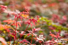Acer palmatum 'Beni Maiko' (Japanse esdoorn 'Beni Maiko') - afbeelding 8