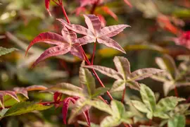 Acer palmatum 'Beni Maiko' (Japanse esdoorn 'Beni Maiko') - afbeelding 9