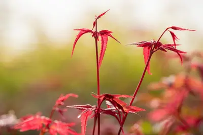 Acer palmatum 'Beni Maiko' (Japanse esdoorn 'Beni Maiko') - afbeelding 10