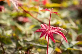 Acer palmatum 'Beni Maiko' (Japanse esdoorn 'Beni Maiko') - afbeelding 11