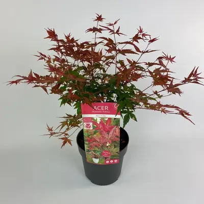Acer palmatum 'Beni Maiko' (Japanse esdoorn 'Beni Maiko') - afbeelding 1