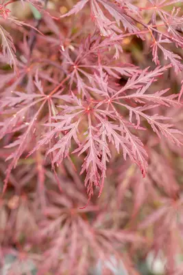 Acer palmatum 'Dissectum Garnet' (Japanse esdoorn 'Dissectum Garnet') - afbeelding 22