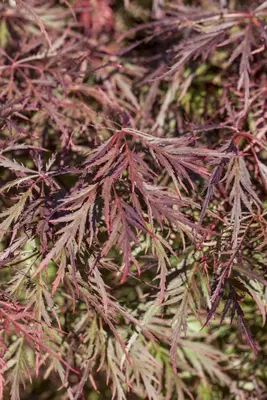 Acer palmatum 'Dissectum Garnet' (Japanse esdoorn 'Dissectum Garnet') - afbeelding 7