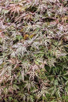 Acer palmatum 'Dissectum Garnet' (Japanse esdoorn 'Dissectum Garnet') - afbeelding 11