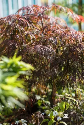 Acer palmatum 'Dissectum Garnet' (Japanse esdoorn 'Dissectum Garnet') - afbeelding 15