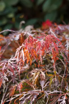 Acer palmatum 'Dissectum Garnet' (Japanse esdoorn 'Dissectum Garnet') - afbeelding 16