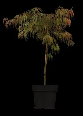 Acer palmatum 'Dissectum Garnet' (Japanse esdoorn 'Dissectum Garnet') - afbeelding 3