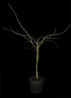 Acer palmatum 'Dissectum Garnet' (Japanse esdoorn 'Dissectum Garnet') - afbeelding 2