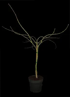 Acer palmatum 'Dissectum Garnet' (Japanse esdoorn 'Dissectum Garnet') - afbeelding 2