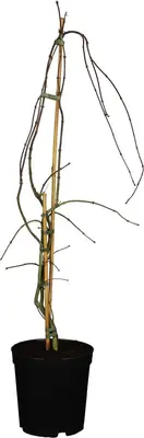 Acer palmatum 'Dissectum Garnet' (Japanse esdoorn 'Dissectum Garnet') - afbeelding 1