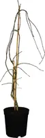 Acer palmatum 'Dissectum Garnet' (Japanse esdoorn 'Dissectum Garnet') - afbeelding 1