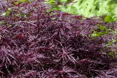 Acer palmatum 'Dissectum Garnet' (Japanse esdoorn 'Dissectum Garnet') - afbeelding 9
