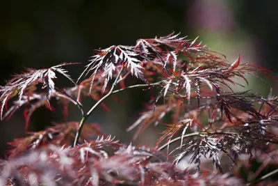 Acer palmatum 'Dissectum Garnet' (Japanse esdoorn 'Dissectum Garnet') - afbeelding 10
