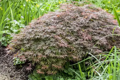 Acer palmatum 'Dissectum Garnet' (Japanse esdoorn 'Dissectum Garnet') - afbeelding 11
