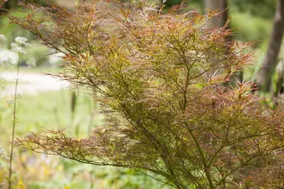 Acer palmatum 'Dissectum Garnet' (Japanse esdoorn 'Dissectum Garnet') - afbeelding 14