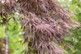 Acer palmatum 'Dissectum Garnet' (Japanse esdoorn 'Dissectum Garnet') - afbeelding 26