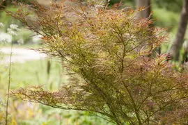 Acer palmatum 'Dissectum Garnet' (Japanse esdoorn 'Dissectum Garnet') - afbeelding 13