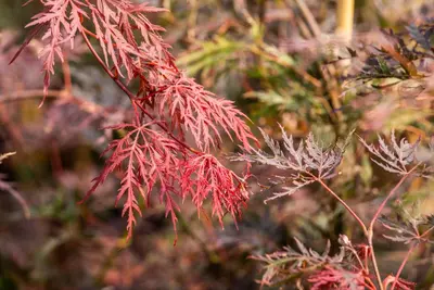 Acer palmatum 'Dissectum Garnet' (Japanse esdoorn 'Dissectum Garnet') - afbeelding 17