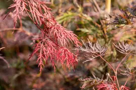 Acer palmatum 'Dissectum Garnet' (Japanse esdoorn 'Dissectum Garnet') - afbeelding 17