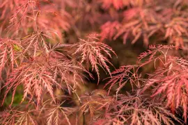 Acer palmatum 'Dissectum Garnet' (Japanse esdoorn 'Dissectum Garnet') - afbeelding 19