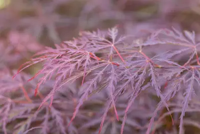Acer palmatum 'Dissectum Garnet' (Japanse esdoorn 'Dissectum Garnet') - afbeelding 23