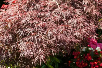 Acer palmatum 'Dissectum Garnet' (Japanse esdoorn 'Dissectum Garnet') - afbeelding 5